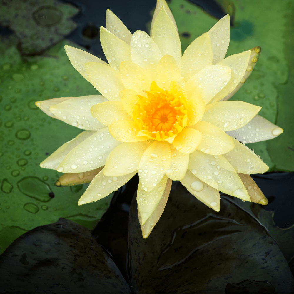 New Star Lotus Tuber