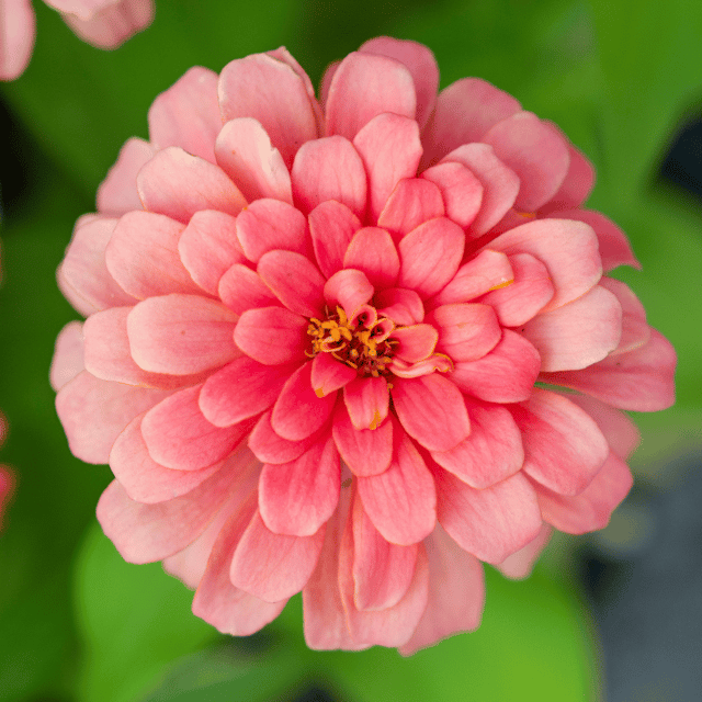 Zinnia Pink Flower Seeds (Pack Of 25 Seeds)