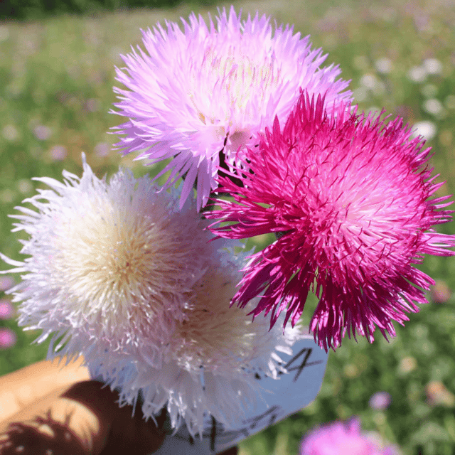 Sweet Sultan Flower Seeds – F3 Hybrid (Pack of 50 Seeds)