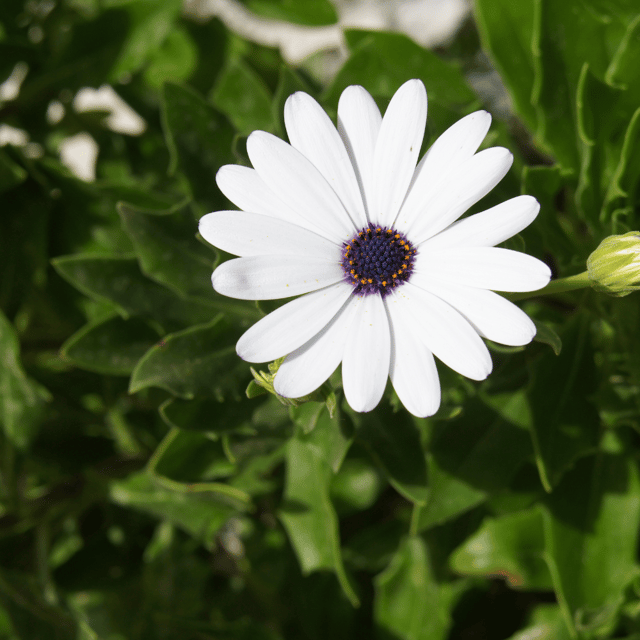 Dimorphotheca White Flower Seed (Pack of 25-30 Seeds)
