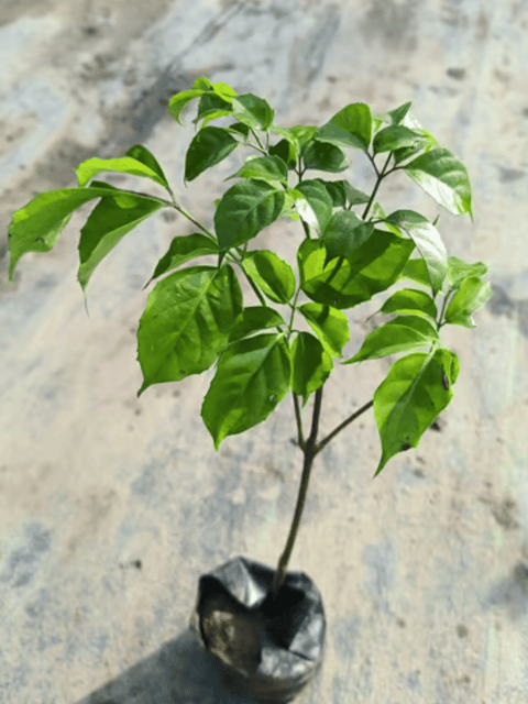 Radermachera / China Doll Plant