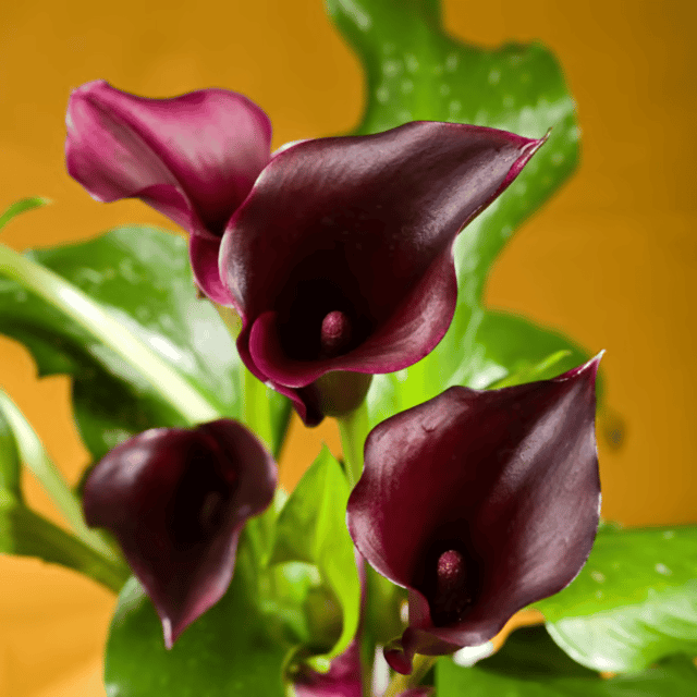 Calla Lily (Yellow & Black Colour) Flower Bulb – (Pack of 2 Bulb)