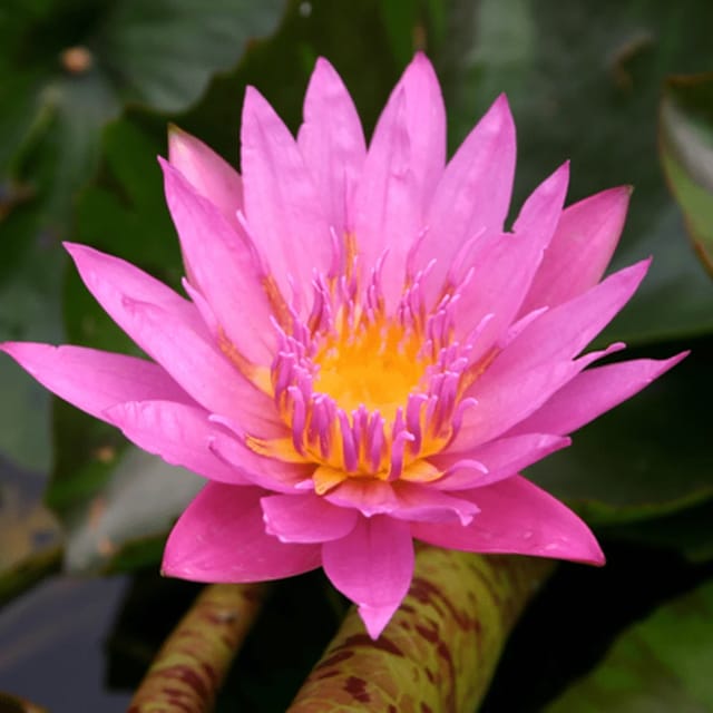 Nymphaea Queen Of Siam - Tropical Waterlily