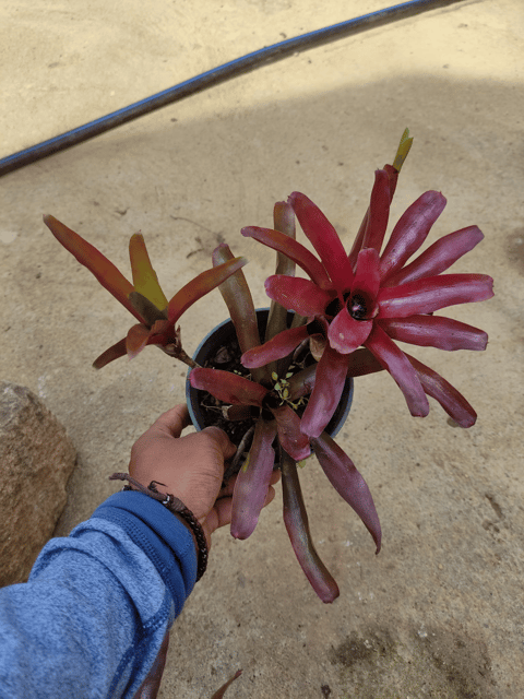 Neoregelia Fireball Bromeliad Plant (Bunch of Plants)