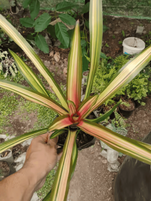 Hylaeaicum Eleutheropetalum Bromeliad