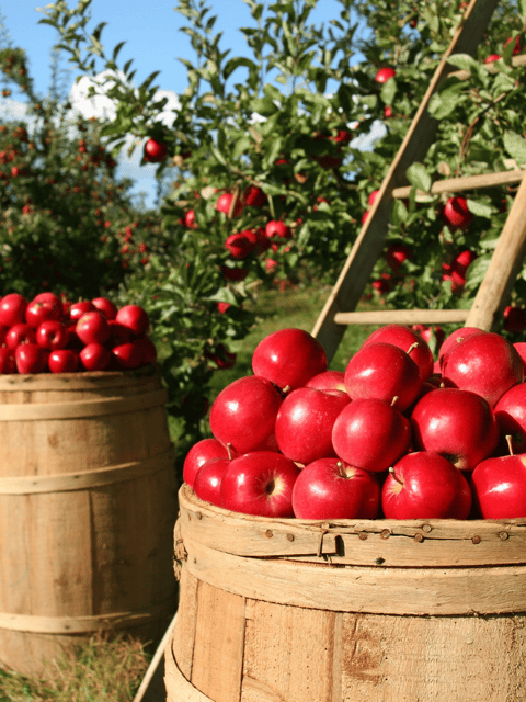 Kashmiri Apple Seeds – Premium 15 Seeds Pack