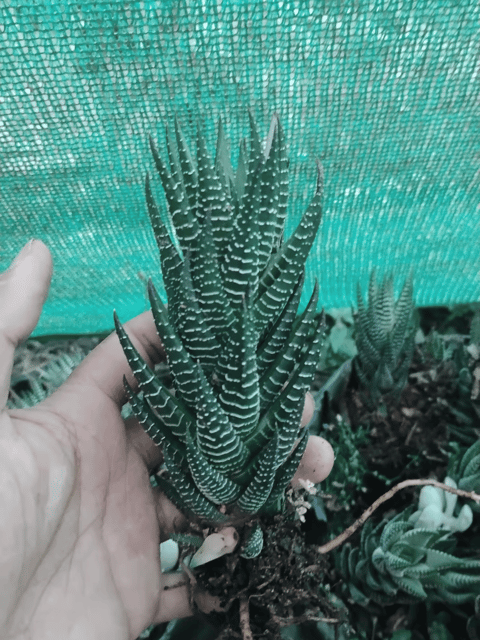 Zebra Haworthia Cone (Haworthia Fasciata) - Barerooted Plant