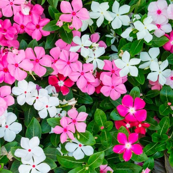 VINCA ROSEA SADA BAHAR FLOWER SEEDS (PACK OF 90+ SEEDS )