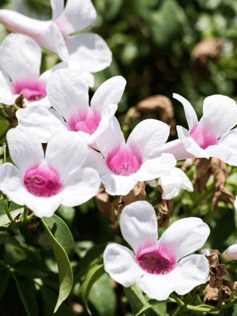 Pandorea Jasminoides Pink Bower Vine Flower Plant