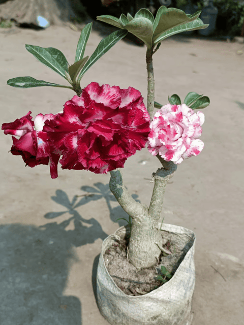 Multi Grafted Adenium Flower Plant ( 2 Different Colour)