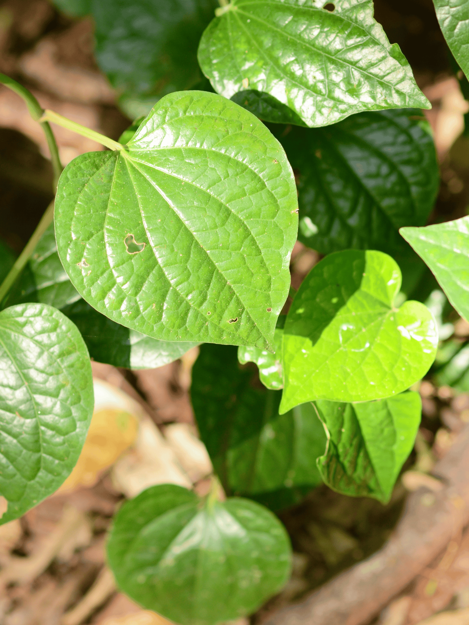 Choi Jhal Plant (Piper Chaba) Chui Jhal Plant, Piper Chili, Medicinal Plant