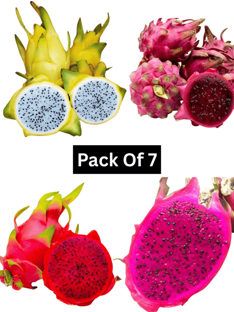 Dragon Fruit Plant Combo Pack Of 7 - 2 Jumbo Red, 2 C Variety, 2 Moroccan Red & 1 Israel Yellow