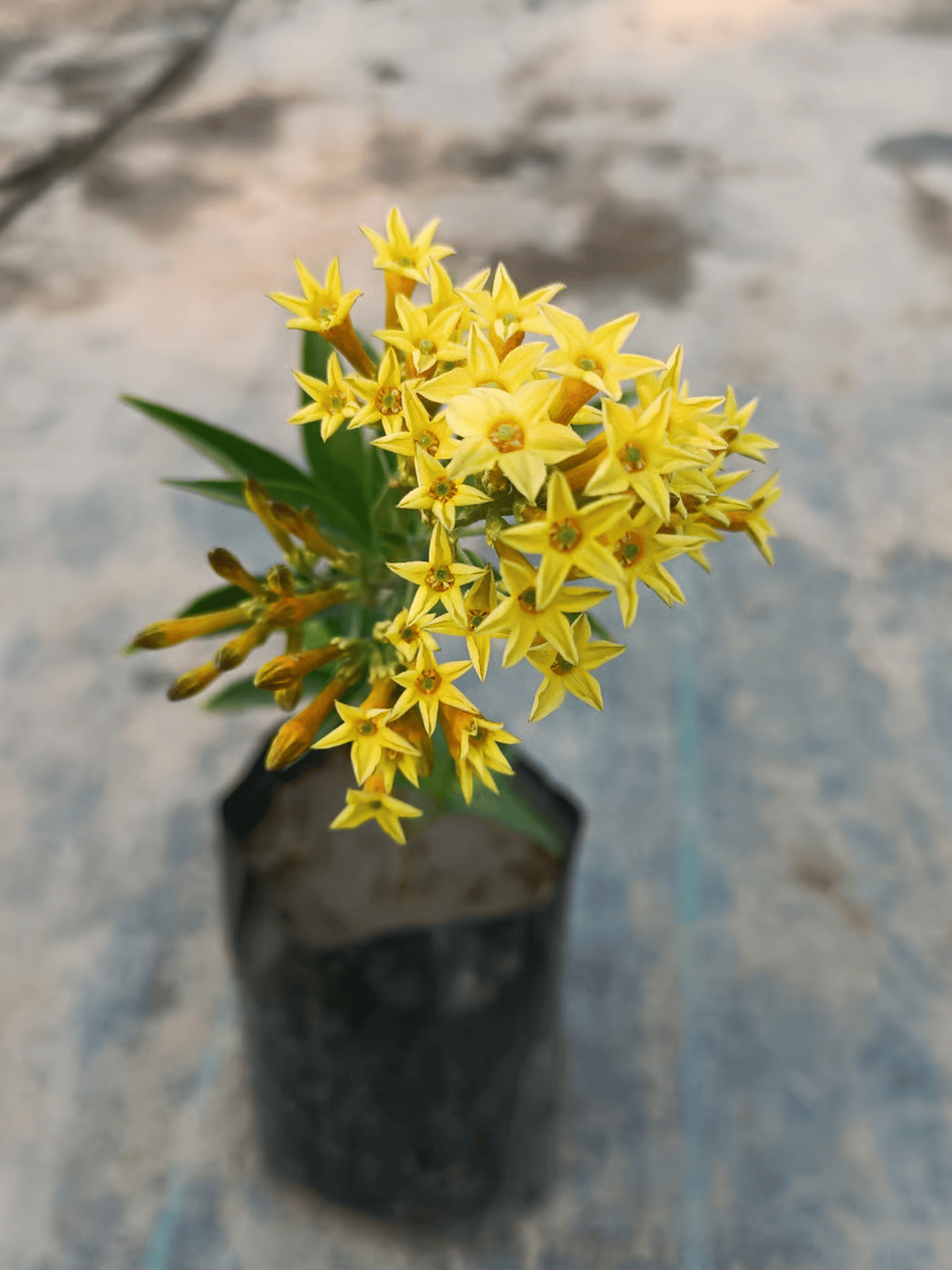 Yellow Night Blooming Jasmine Flowering Live Plant (Ratrani)