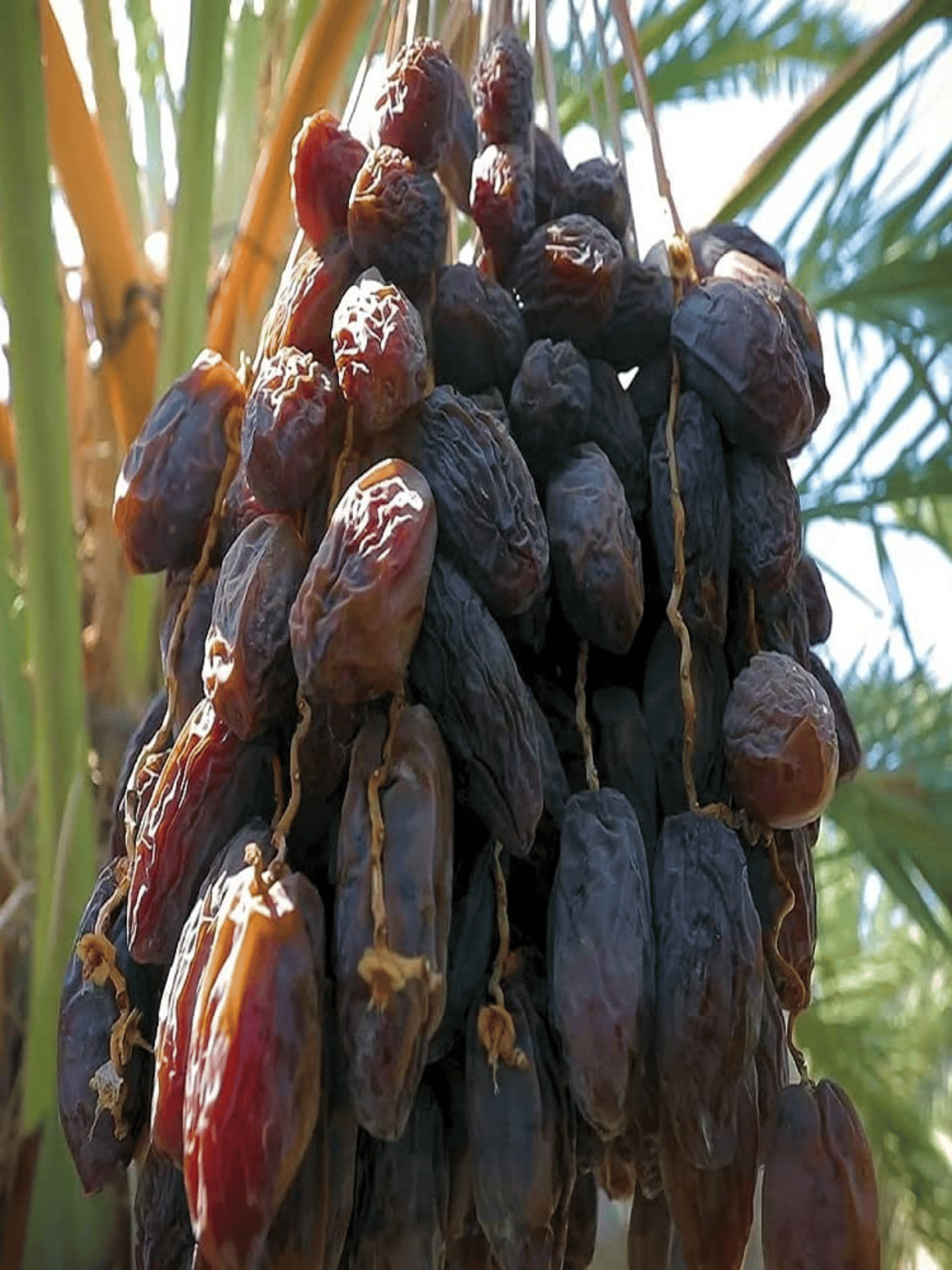 Khurma Khajoor (Ajwa Date Palm) Arabian Variety Dwarf Fruit Live Plant