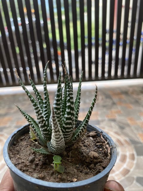 Zebra Plant (Bare Rooted)