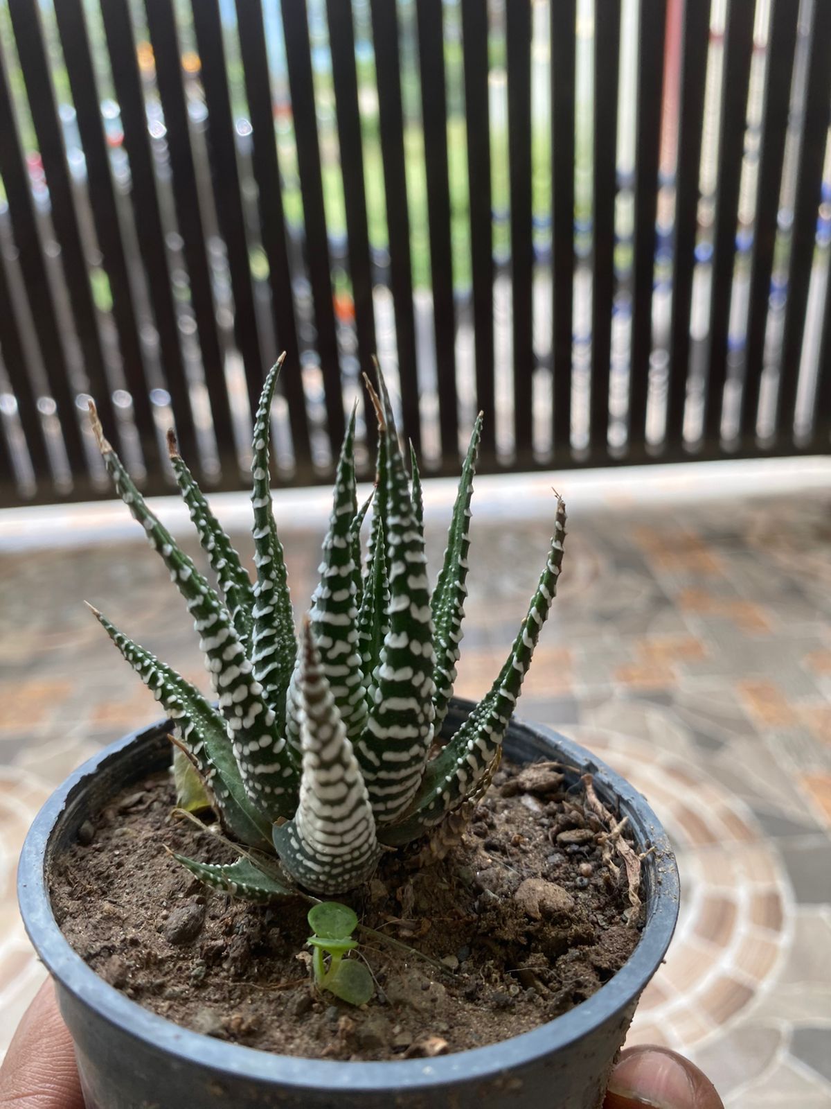 Zebra Plant (Bare Rooted)