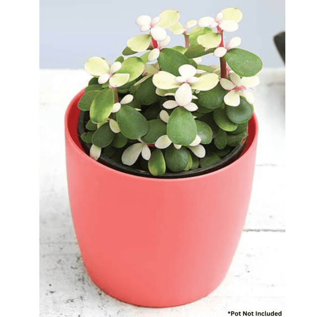 Midstripe Rainbow Bush, Portulacaria afra medio-picta - Succulent Plant (White)