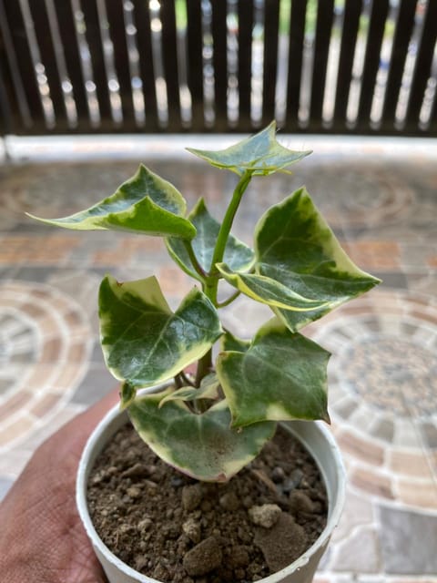 English Ivy (Bare Rooted)