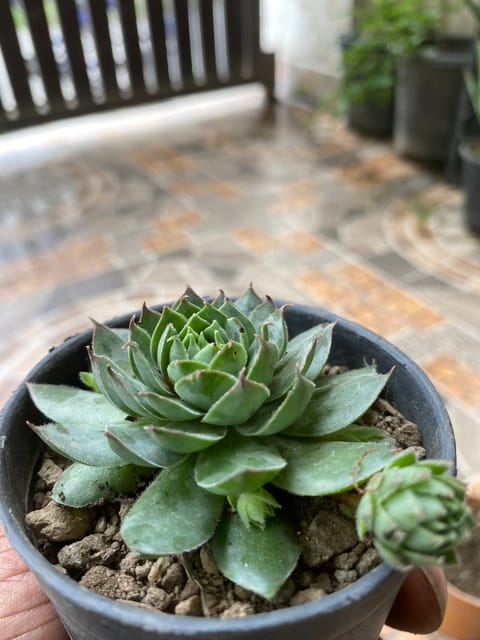 Laxmi Kamal Succulent (Bare Rooted)