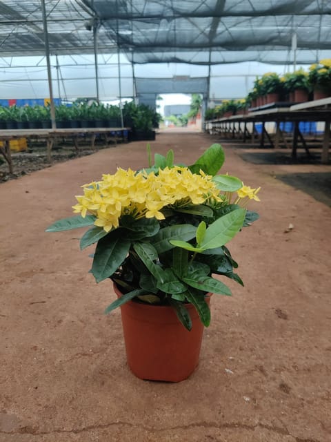 Ixora Plant Yellow