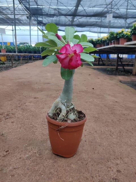 Adenium Plant, Desert Rose (Pink)