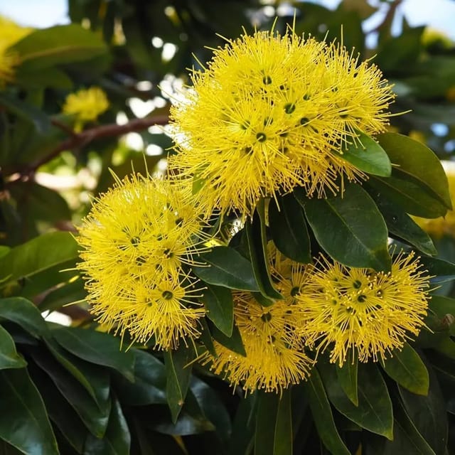 Rosida Yellow