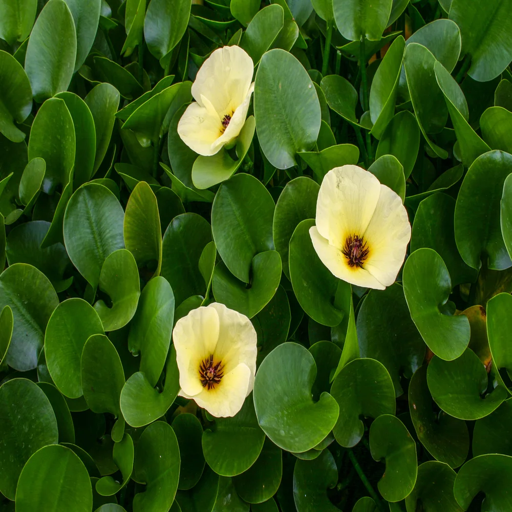 Water Poppy - Hydrocleys nymphoides