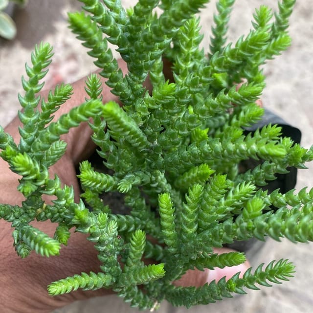 Crassula muscosa (Bare Rooted)