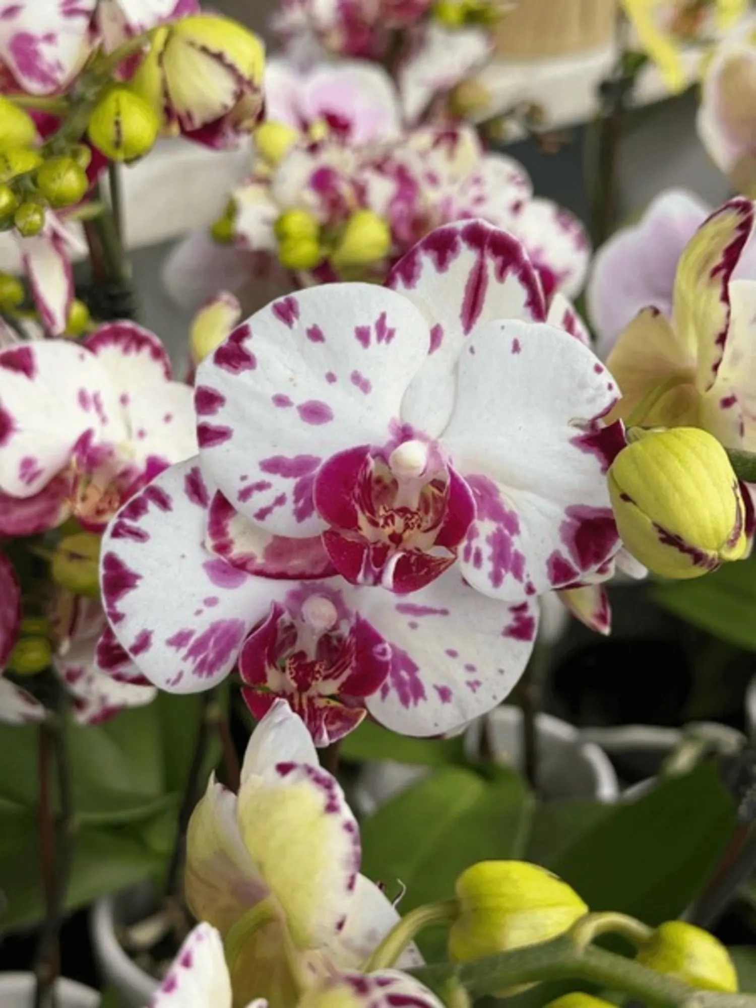 Phalaenopsis Ox Little Prince