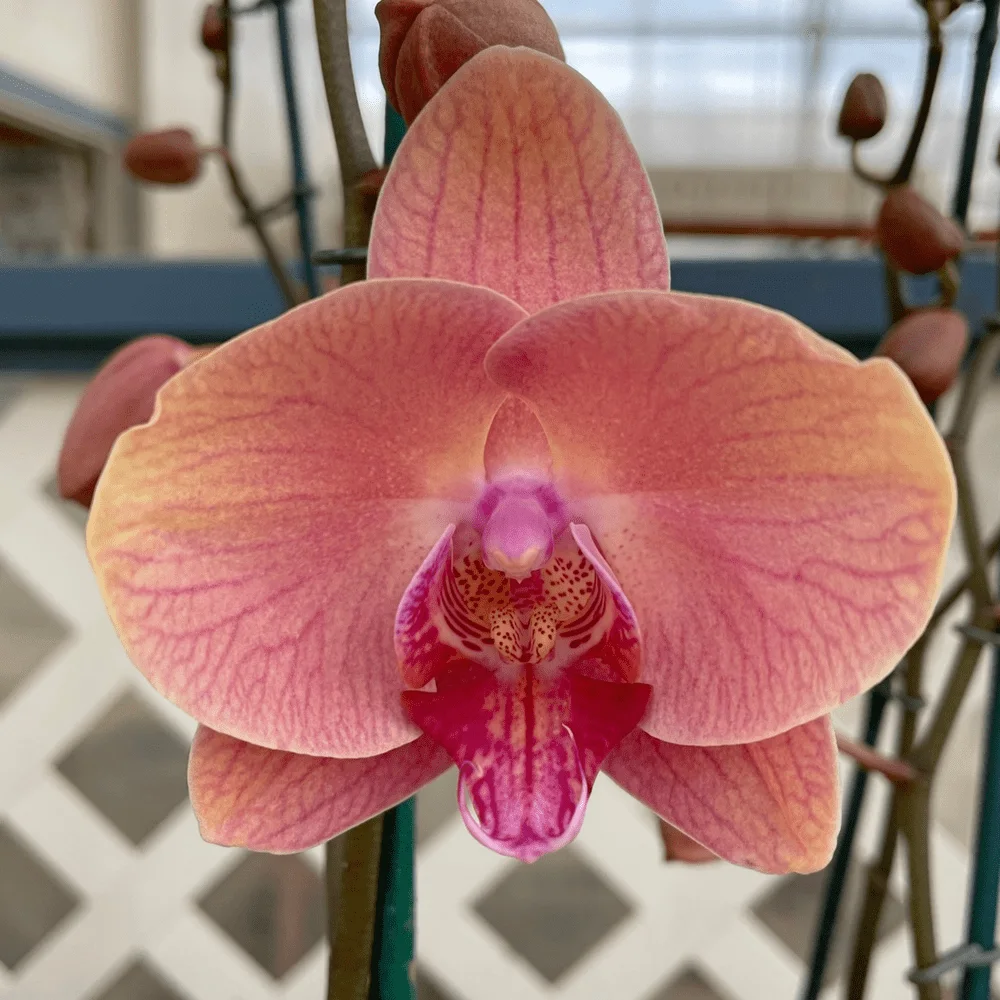 Phalaenopsis Midsummer Night