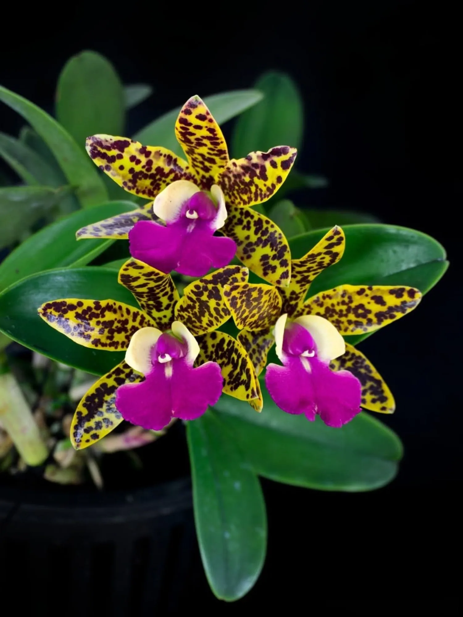 Cattleya Thospol Spot x Aclandiae