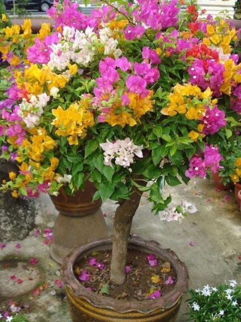 Thai Multi Grafted Bougainvillea Flower Plant (Five Colour Mix )