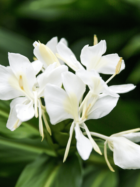 Butterfly Ginger (Dolon Champa) Flower Plant