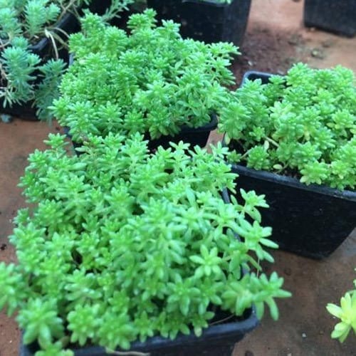 Green Sedum Grass (Bare Rooted)