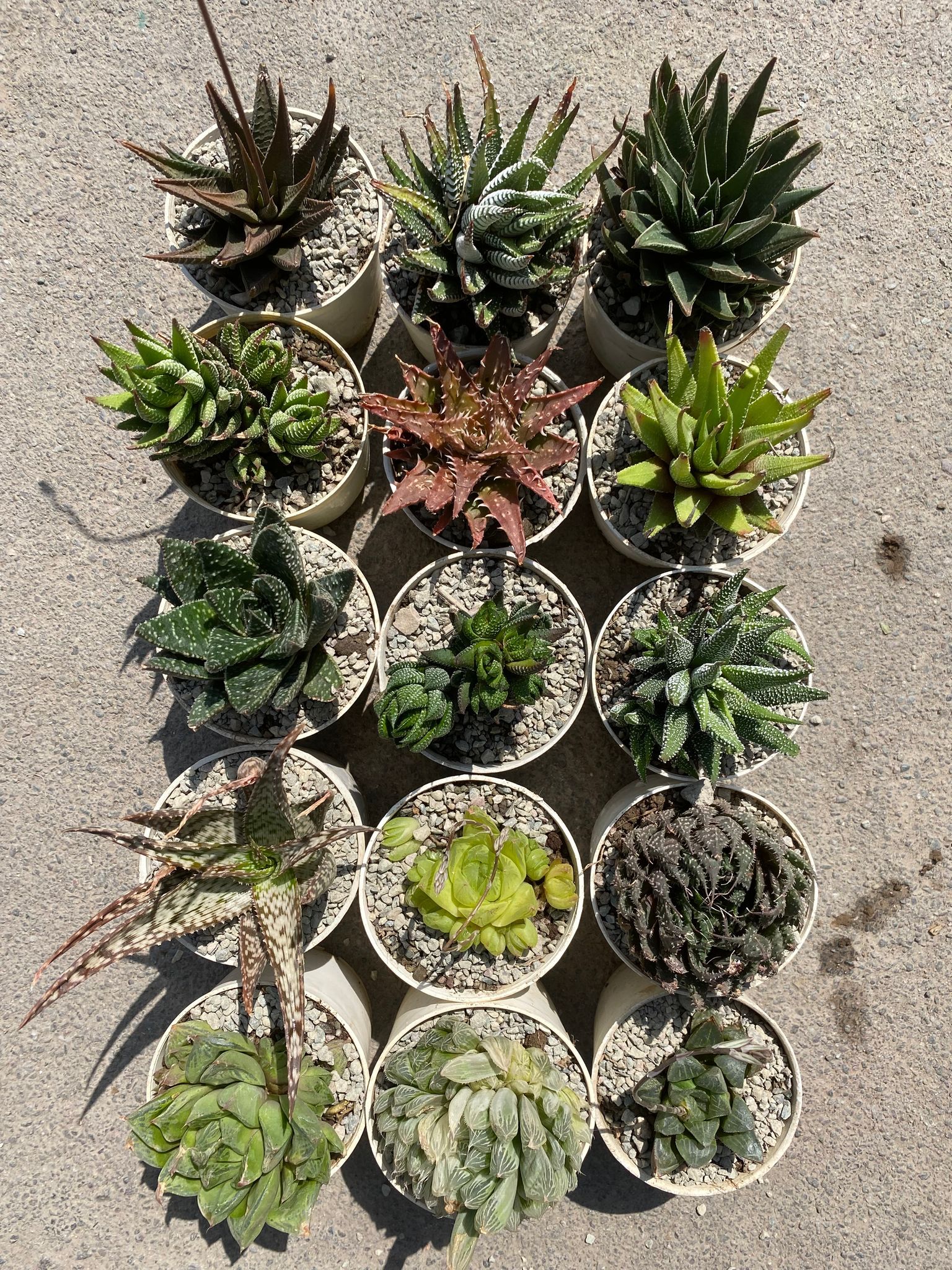Haworthia Combo Of 15 (Bare Rooted)
