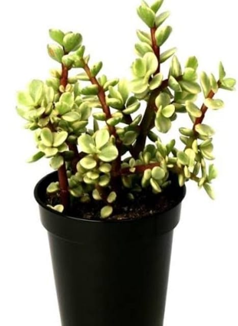 Varigated Jade Plant With Nursery Pot