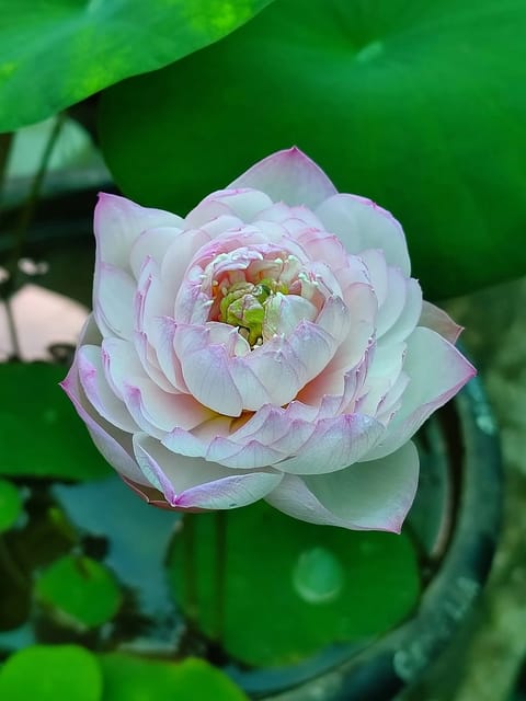 Bowl Lotus Ameri Camelia Tuber
