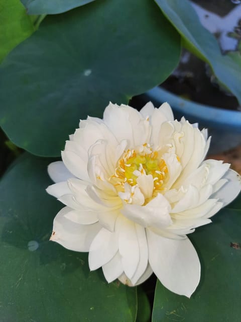 Bowl Lotus Snow White Tuber