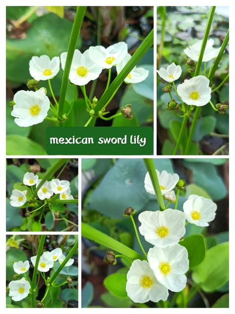 Echinodorus Palifolius - Sword Plant