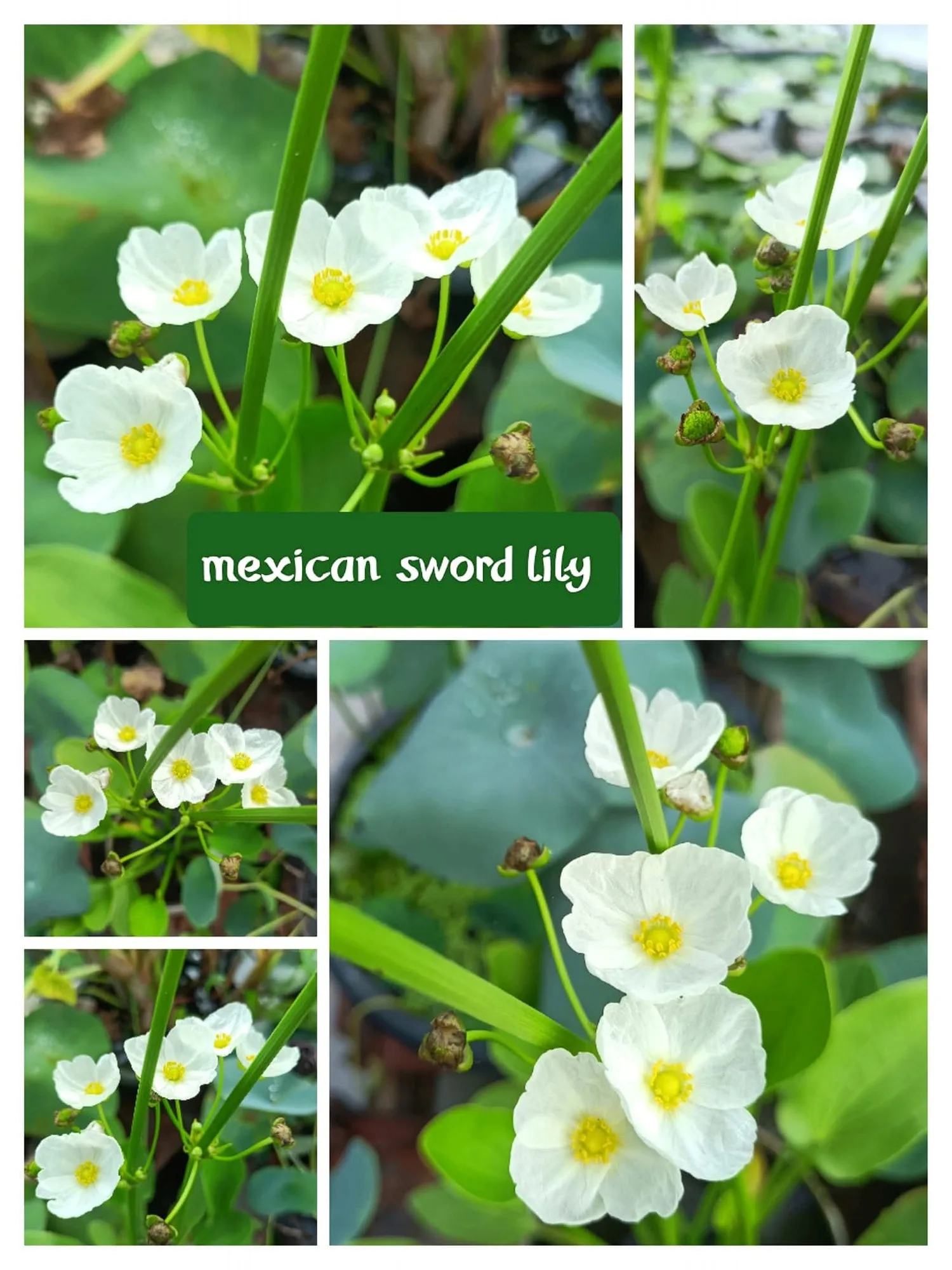 Echinodorus Palifolius - Sword Plant