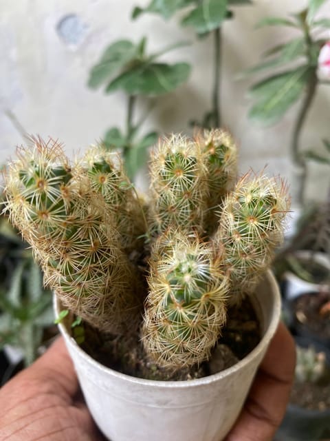 Mammillaria Gold (Bare Rooted)