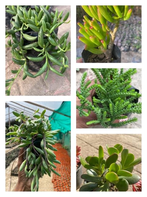 Combo of 5 Succulents – Handpicked Assorted Collection
