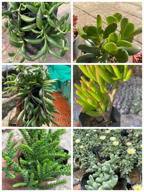Combo of 6 Succulents (Bare Rooted)