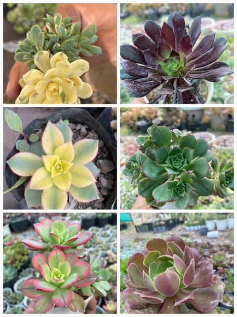 Combo of 6 Aeonium Succulents – Rosette Royalty Collection (Bare Rooted)