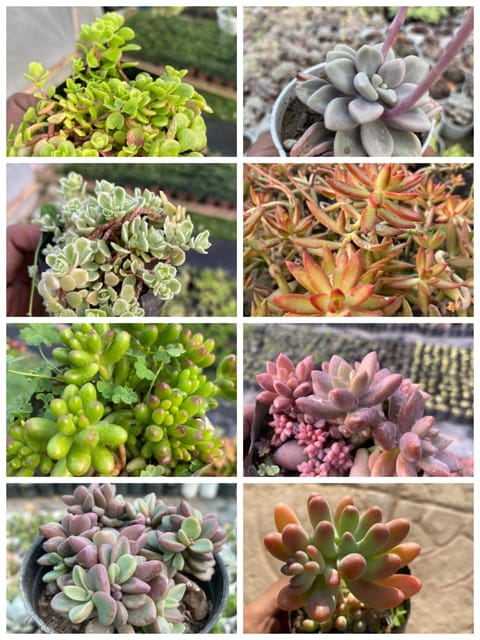 Combo of 8 Sedum Succulents – The Groundcover Gems Collection (Bare rooted)