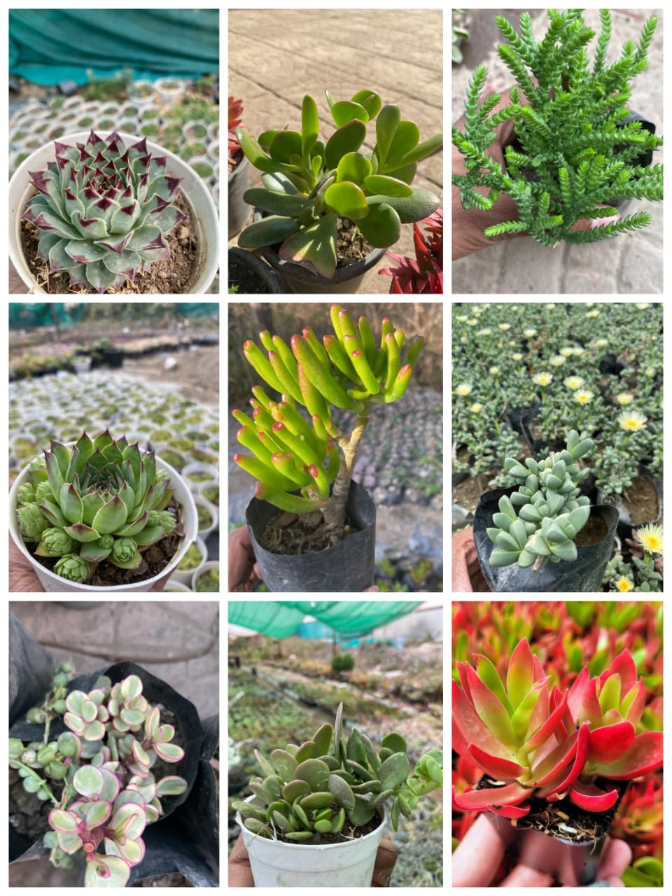 Combo of 9 Sedum Succulents – The Sedum Supreme Collection (Bare Rooted)