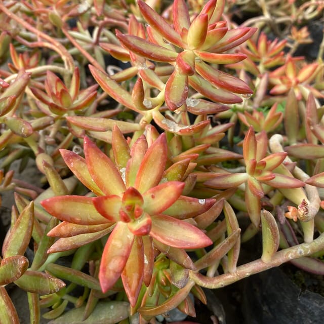 Fire Sedum (Bare Rooted)