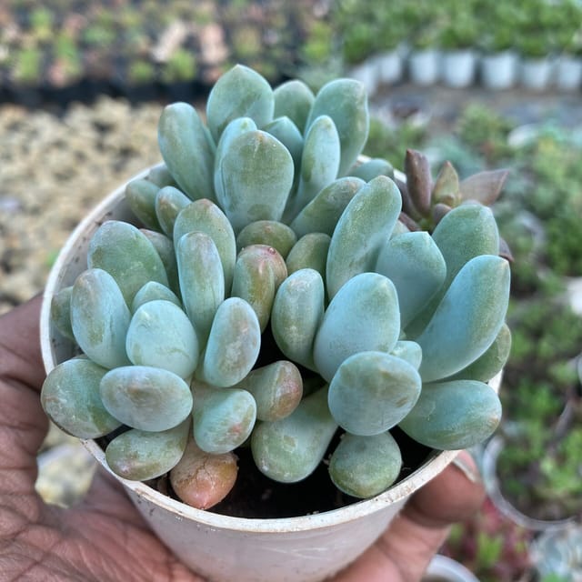 Pachyphytum Oviferum- Moonstone (Bare Rooted)