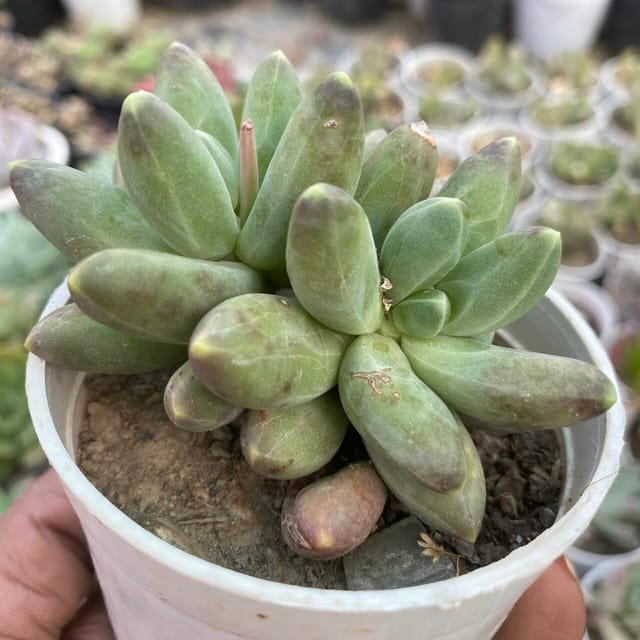 Pachyphytum compactum (Bare rooted)