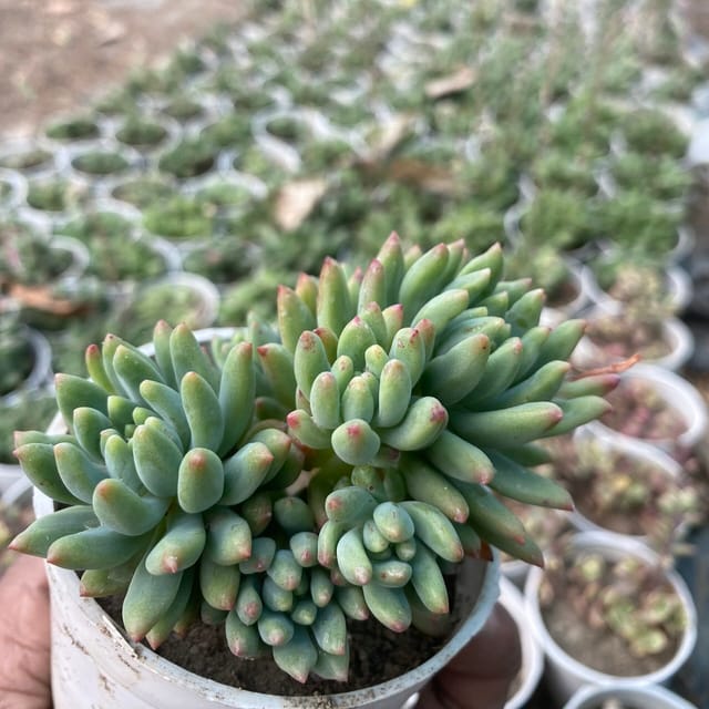 Sedeveria 'Hummelii' (Bare Rooted)